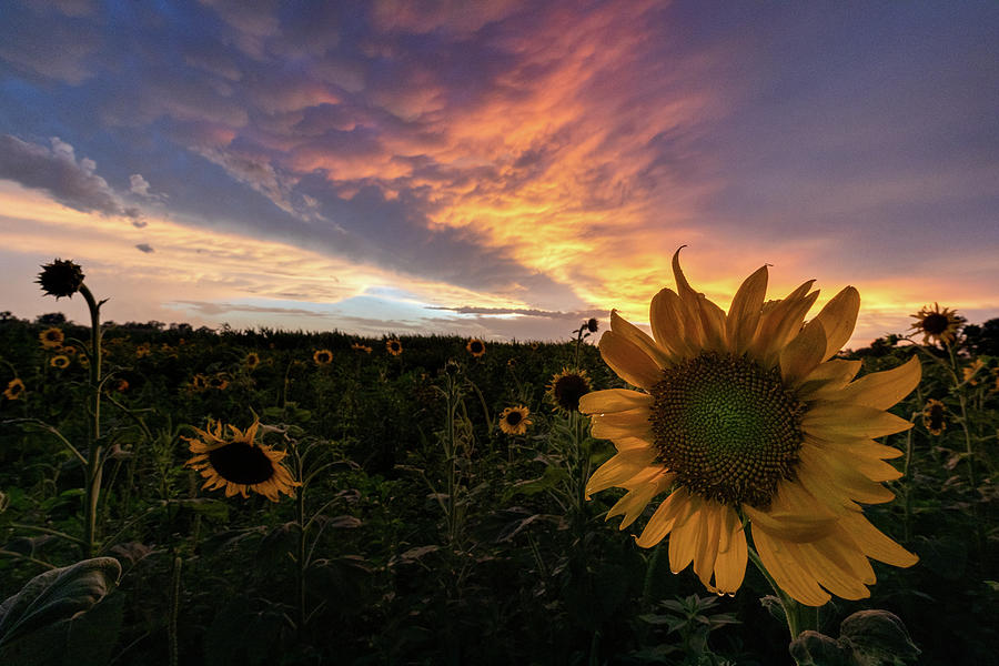 Sunflower After Storm Photograph by Clay Guthrie