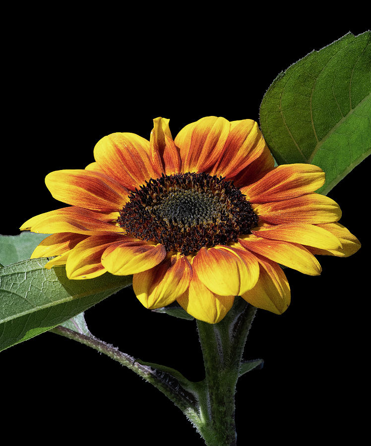 Flower Photograph - Sunflower Against Black by Phil And Karen Rispin