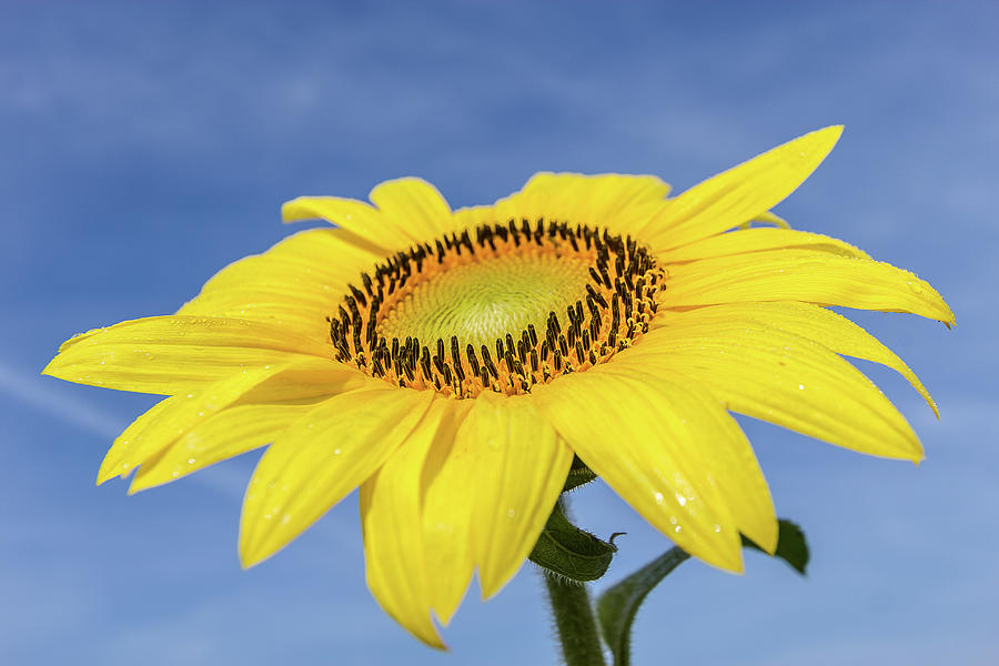 Sunflower against blue sky Photograph by Robert Miller
