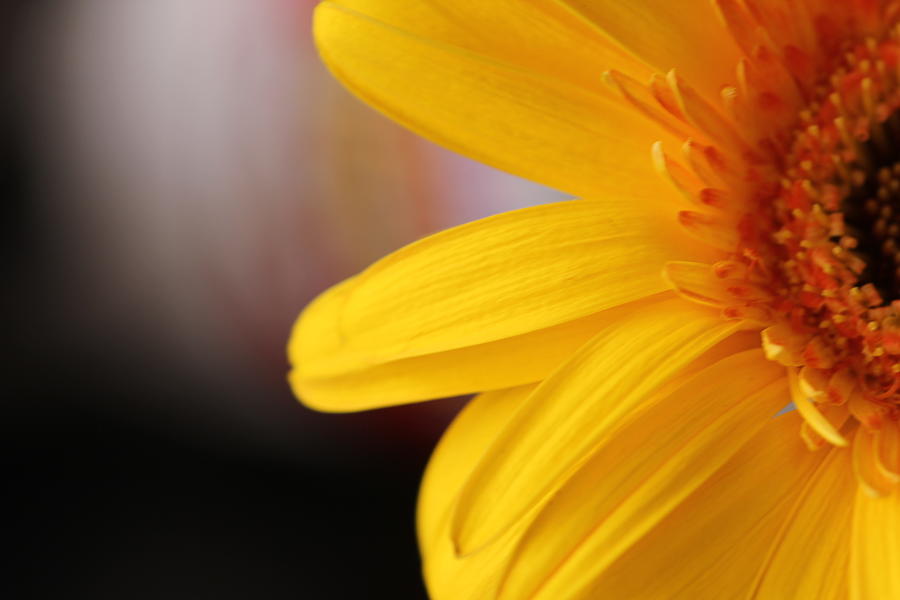 Sunflower Photograph by Aggy Duveen