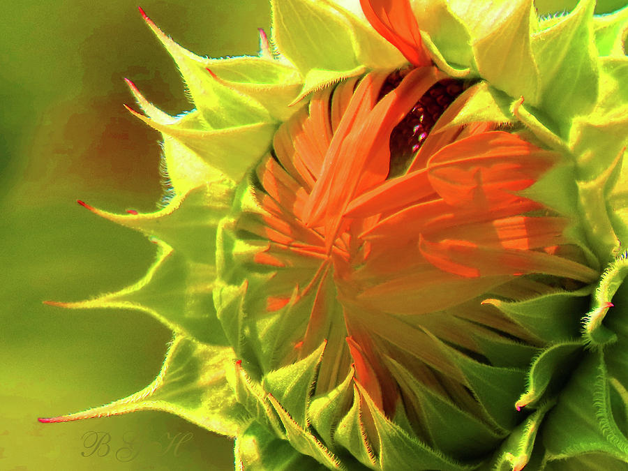 Sunflower Aglow - Floral Photography - Flowers From Our Gardens - Sunflower Art Photograph by Brooks Garten Hauschild