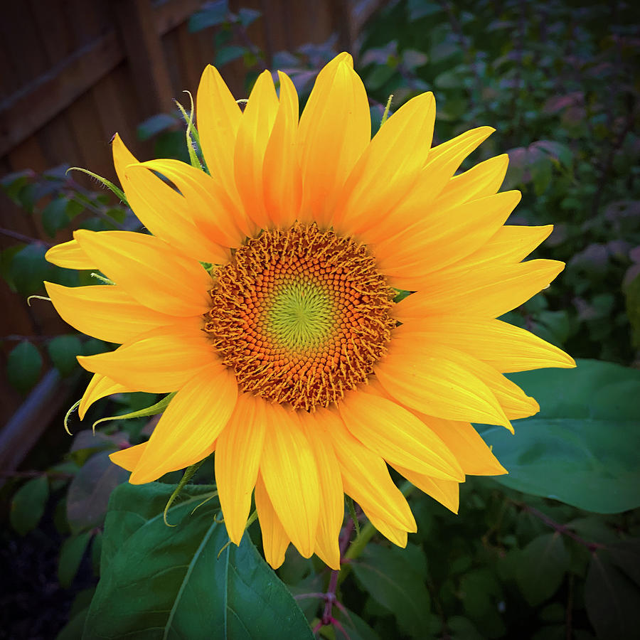 Sunflower  Photograph by Allin Sorenson