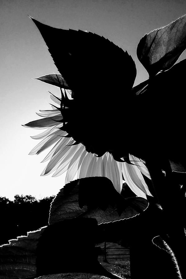 Sunflower Photograph by Amanda R Wright