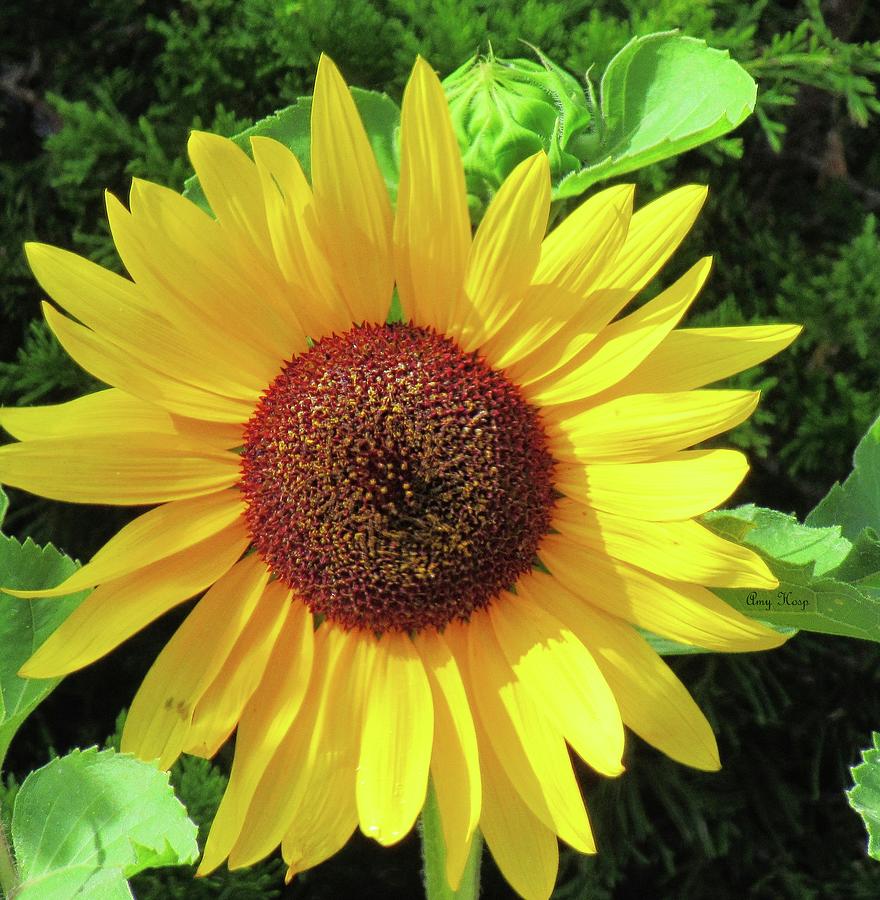 Sunflower Photograph by Amy Hosp