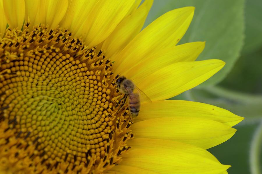 Sunflower And A Bee Photograph by Alice Gipson