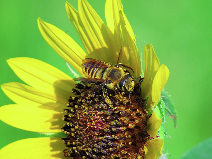 Sunflower and Bee 2 Photograph by Amy Hosp - Pixels