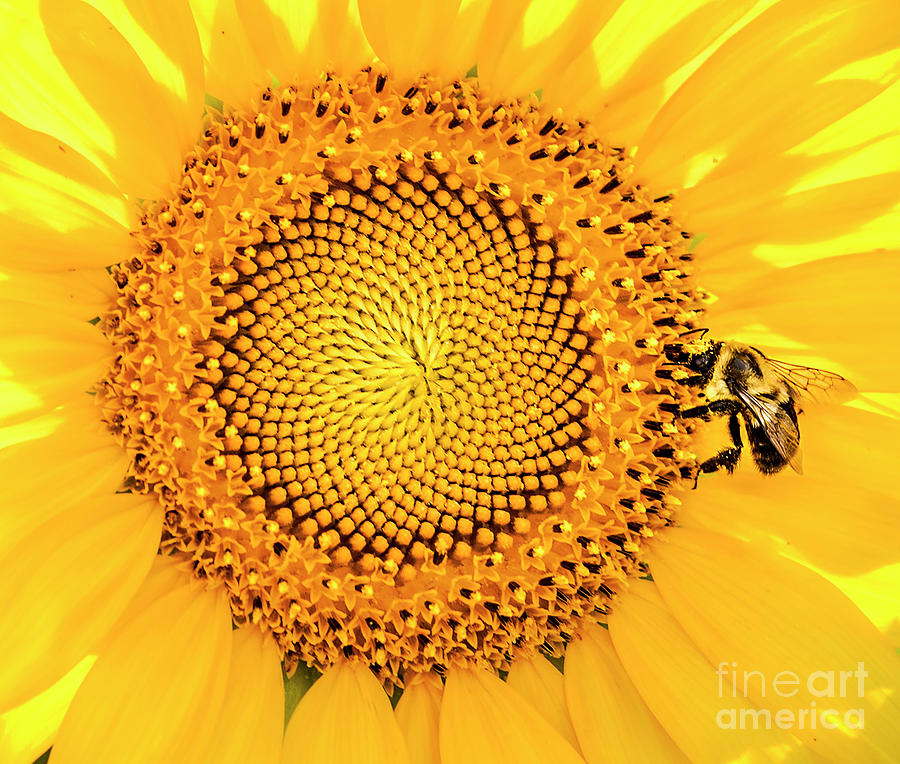 Sunflower and Bee Photograph by Cathy Donohoue