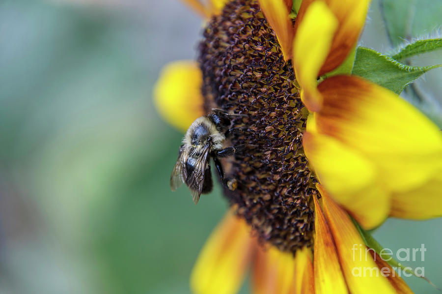 Sunflower and Bee Photograph by Ilene Hoffman