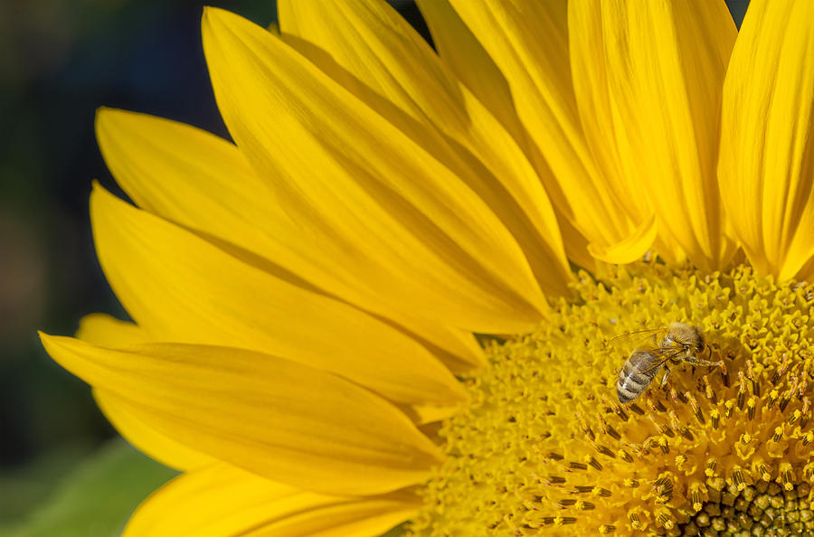 Sunflower and Bee Photograph by Rob Atkins