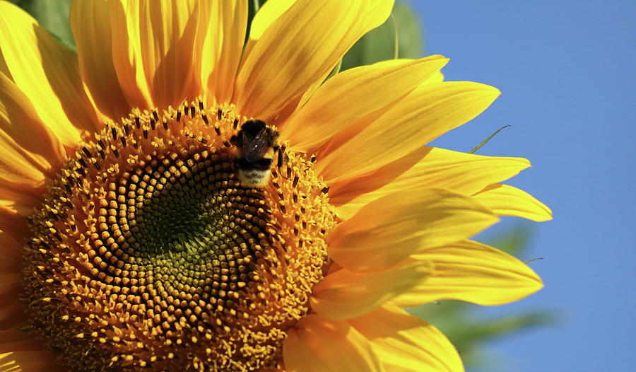 Sunflower and bee Photograph by Russell Hinckley