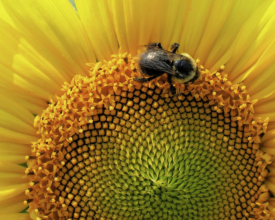 Sunflower and Bee Photograph by Scott Olsen