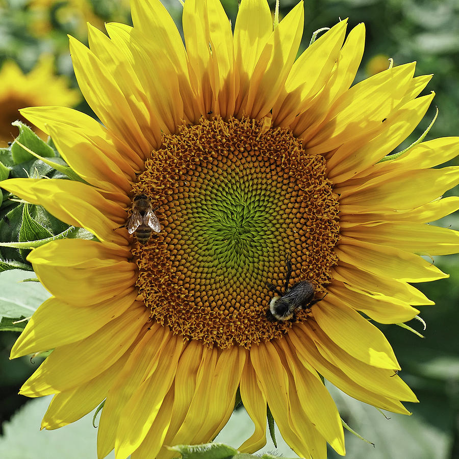 Sunflower and Bees Photograph by Scott Olsen