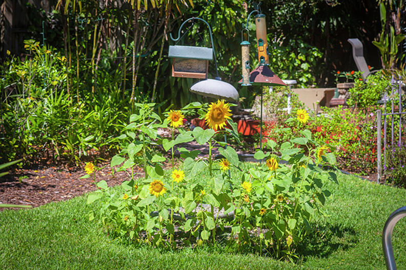 Sunflower and Bird Feeders Photograph by Rich Franco