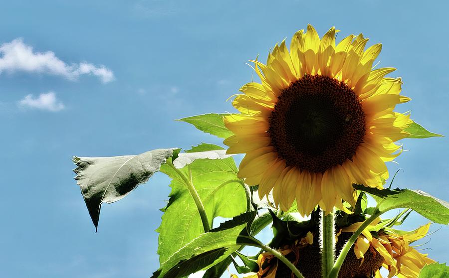 Sunflower and Blue Sky - Griswold CT Photograph by SM Hall | Pixels