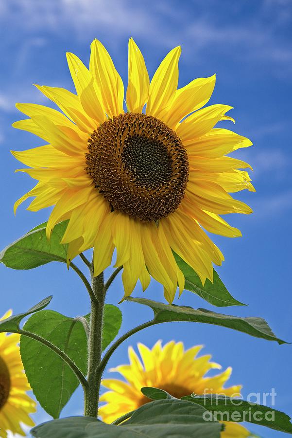 Sunflower and Blue Sky - Helianthus Photograph by Martyn Arnold