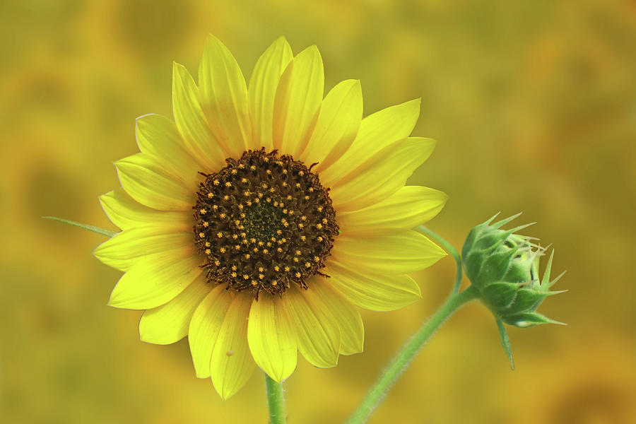 Sunflower and Bud Photograph by Nikolyn McDonald