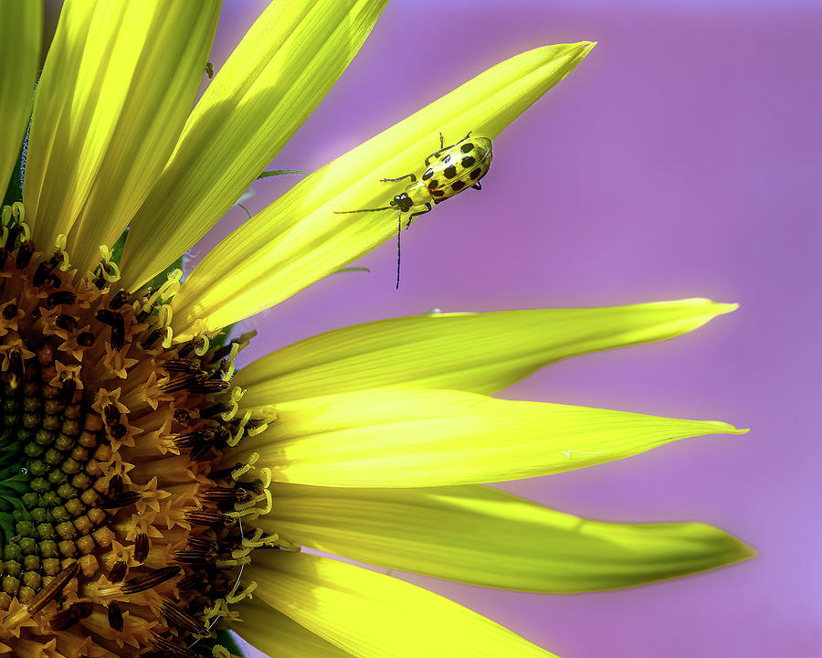 Sunflower and Friend Photograph by Cheri Freeman