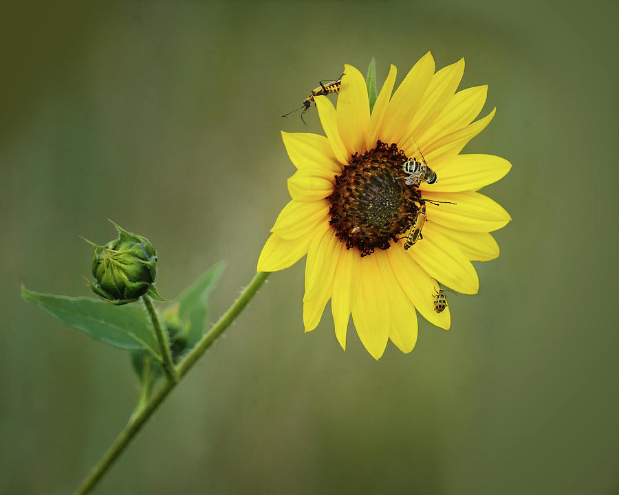 Sunflower Photograph - Sunflower and Friends by Nikolyn McDonald