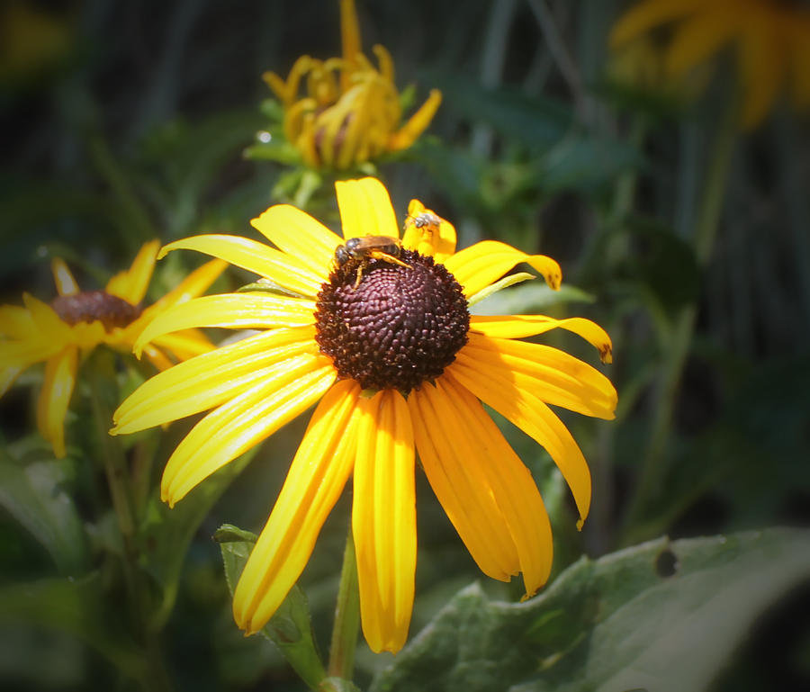Sunflower and Honey Bees Photograph by Robert Banach