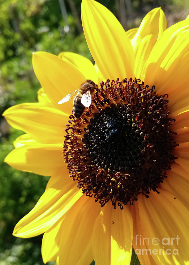 Sunflower And Honeybee Photograph