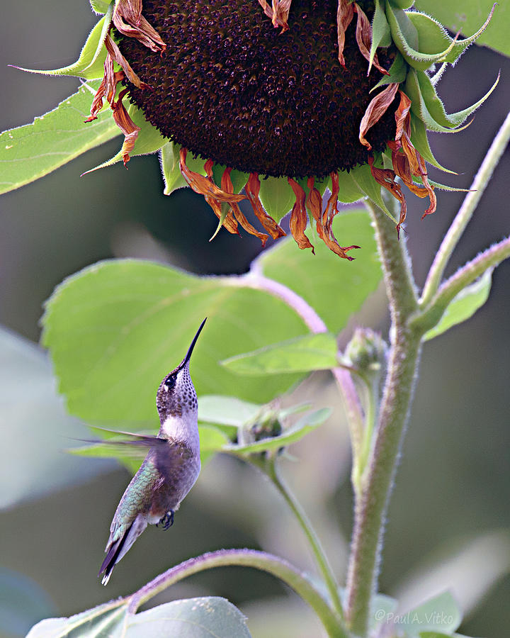 Sunflower And Hummingbird Photograph by Paul Vitko
