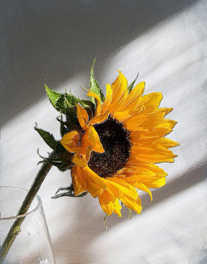 Sunflower And Light Painting by Tony Rubino
