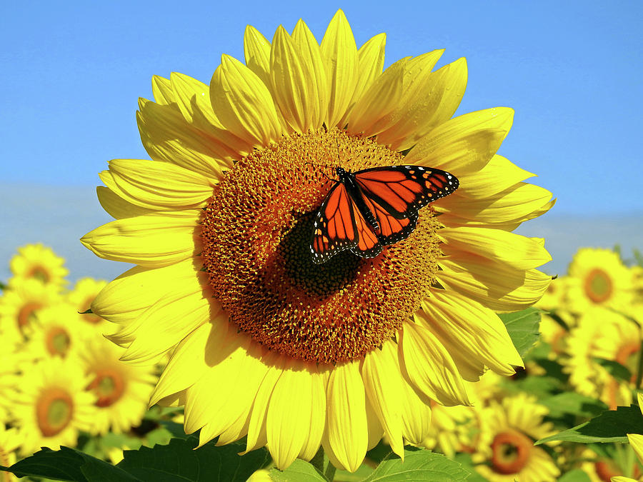 Sunflower and Monarch Photograph by Kathy Diamontopoulos - Pixels