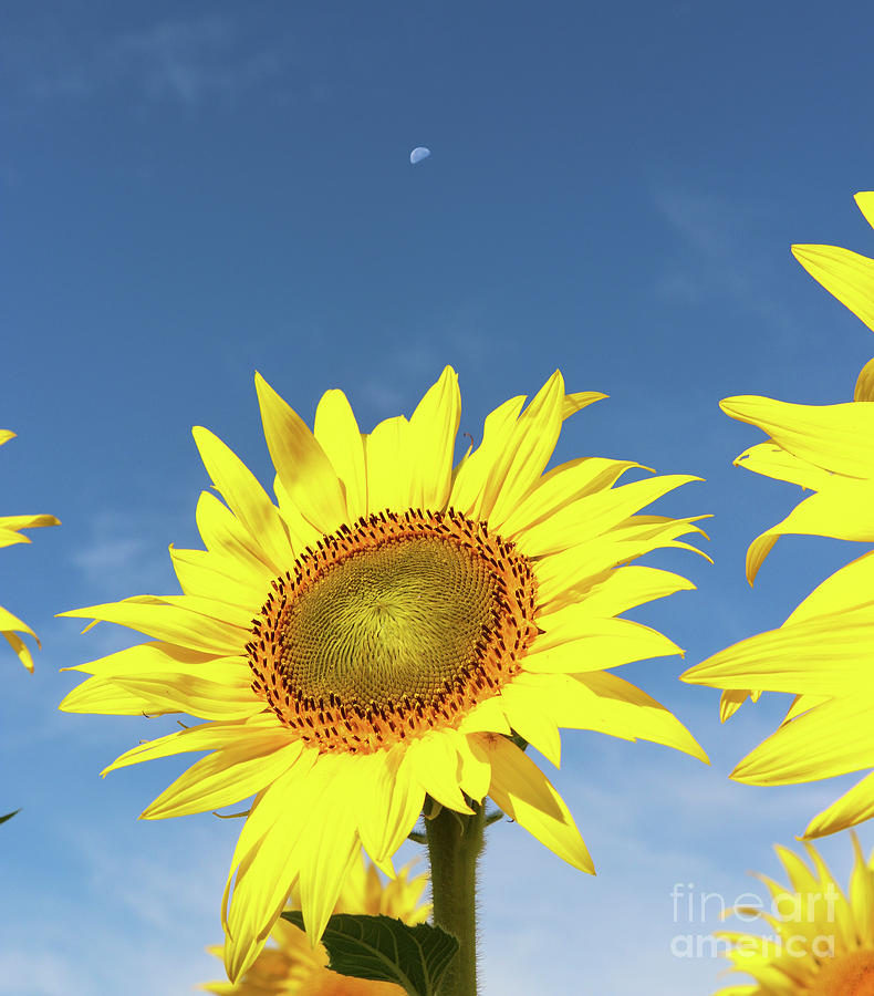 Sunflower And Moon  0289 Photograph