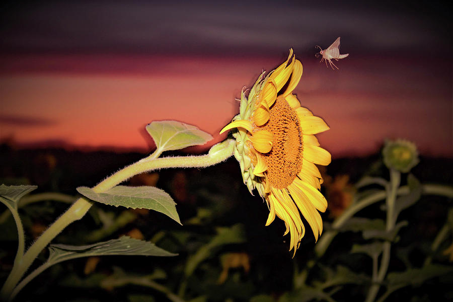 Sunflower And Moth Photograph By Karen Zelle Pixels   Sunflower And Moth Karen Zelle 