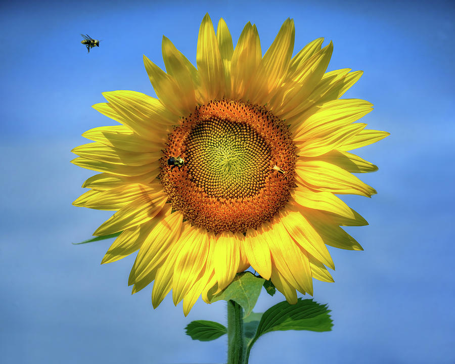 Sunflower and Pollinators Photograph by Nikolyn McDonald