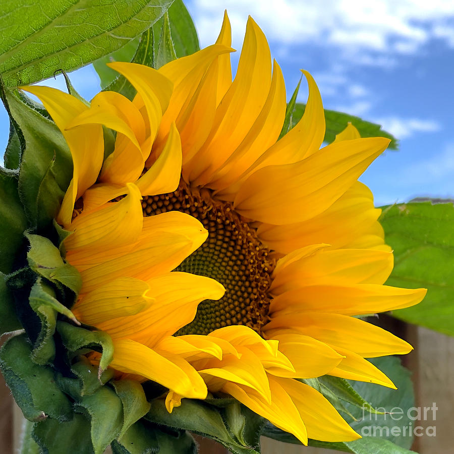 Sunflower and Proud to Be Photograph by Douglas Brown - Fine Art America