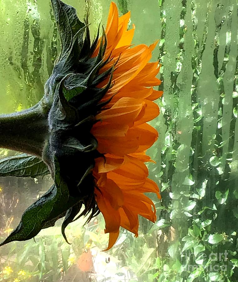 Sunflower and Rain Photograph by Joan-Violet Stretch