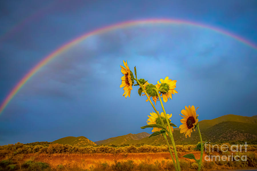 Sunflower and Rainbows  Photograph by Elijah Rael