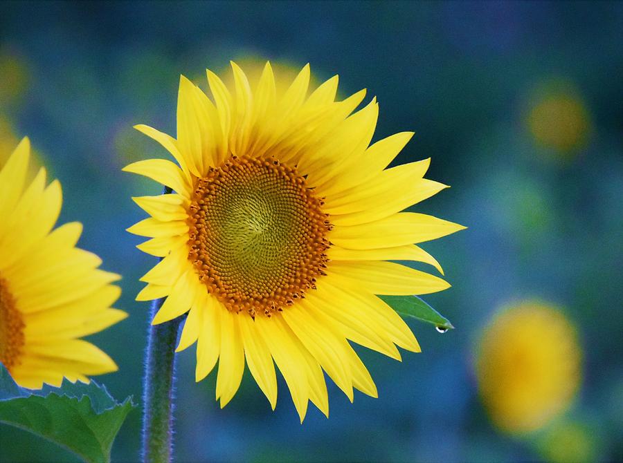 - Sunflower and Raindrop Photograph by THERESA Nye - Fine Art America