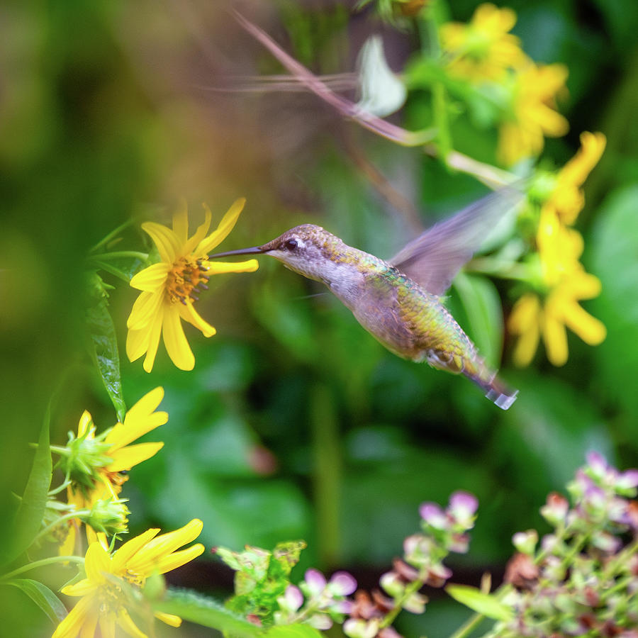 Sunflower and Ruby-Throated Hummingbird 1 Photograph by Rachel Morrison