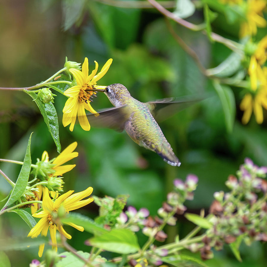 Sunflower and Ruby-Throated Hummingbird 2 Photograph by Rachel Morrison