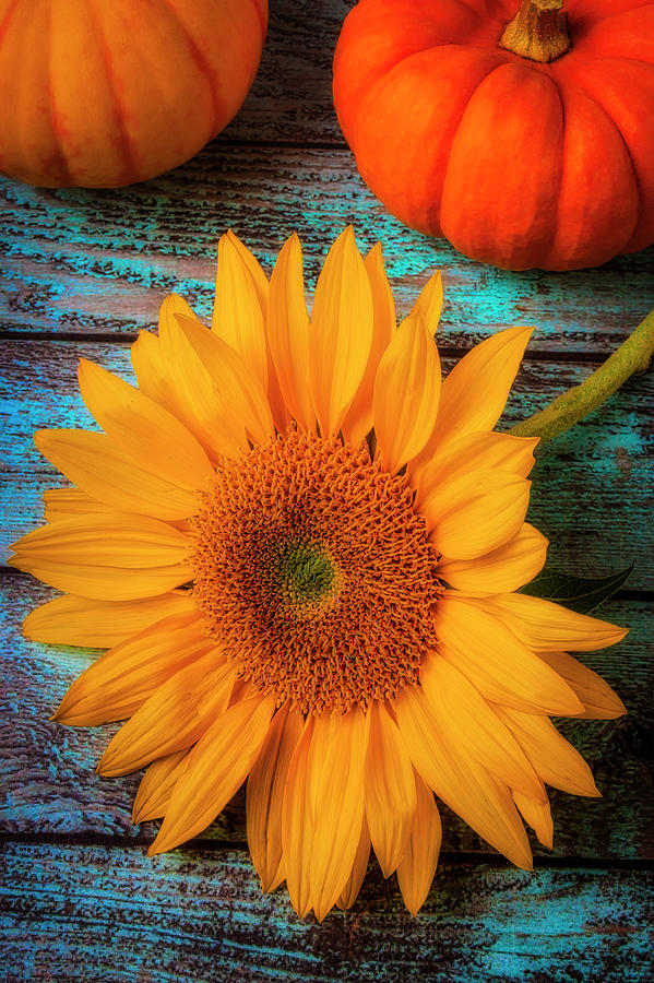 Sunflower And Small Pumkins Photograph by Garry Gay