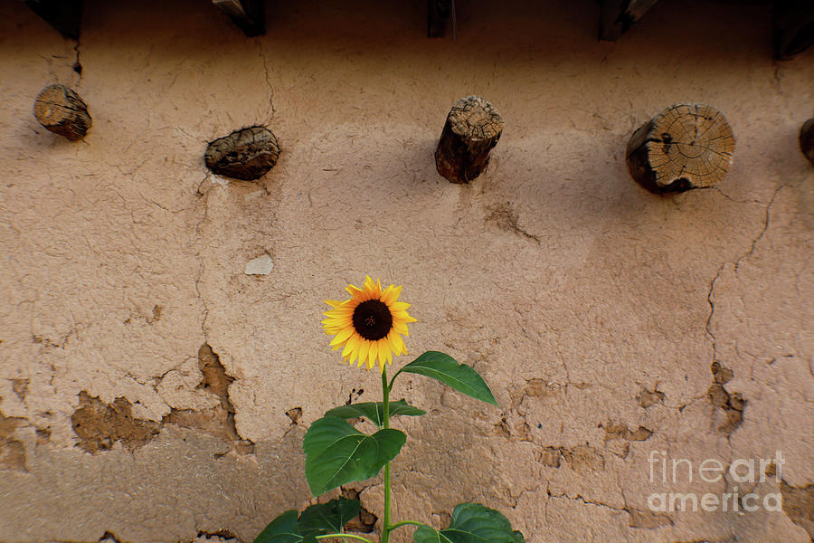 Sunflower  and Stucco Photograph by Susan Vineyard