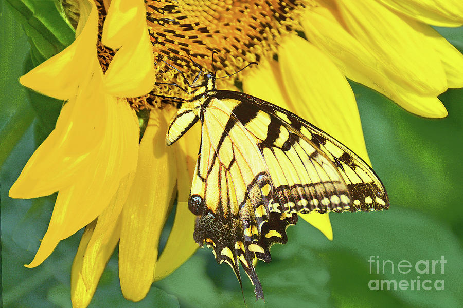 Sunflower And Swallowtail Butterfly Photograph