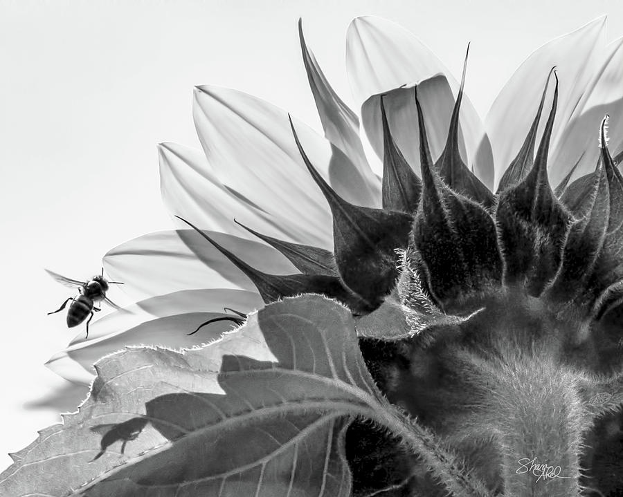 Sunflower and the Busy Bee Photograph by Shara Abel