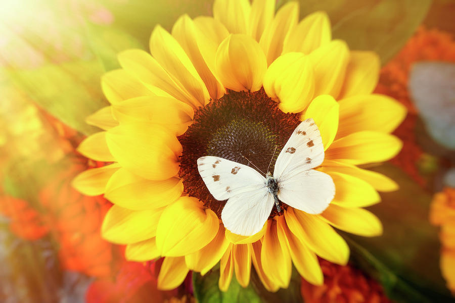 Sunflower And White Butterfly Photograph by Garry Gay