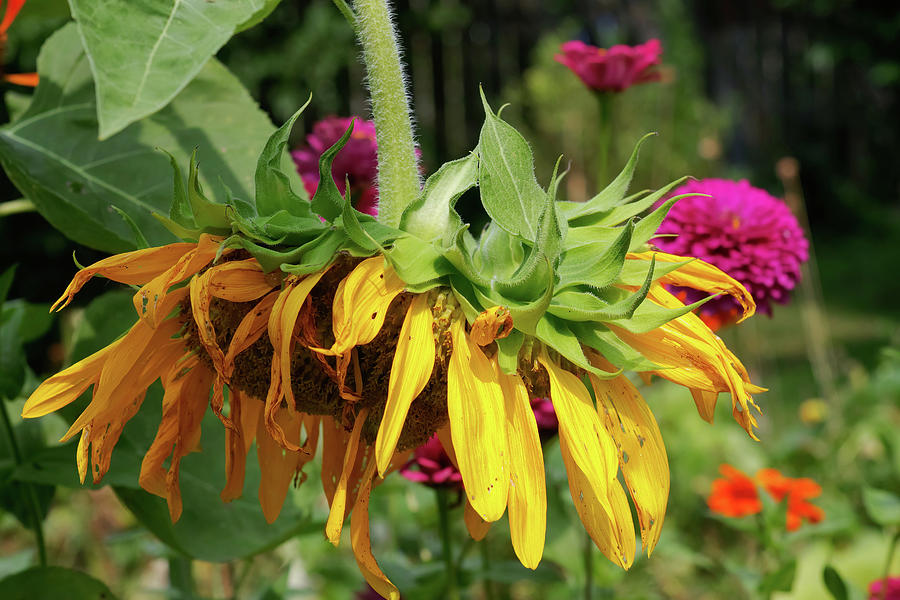 Sunflower and Zinnias Photograph by Gary Radford - Fine Art America