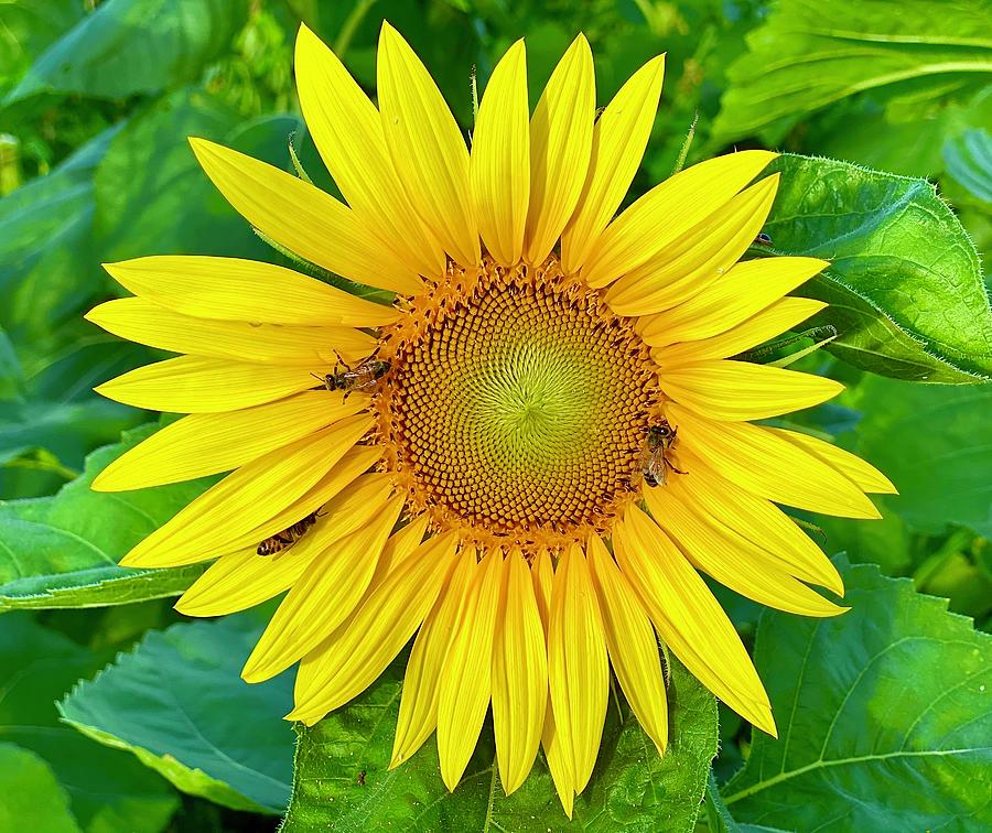 Sunflower  Photograph by Andrea Callaway