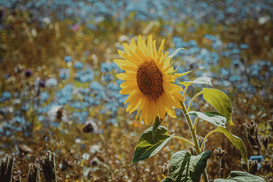 Sunflower  Photograph by Angela Carrion Photography