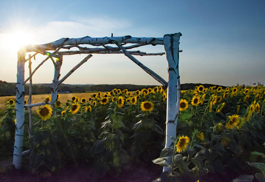 Sunflower Arch Photograph by Gary Wightman