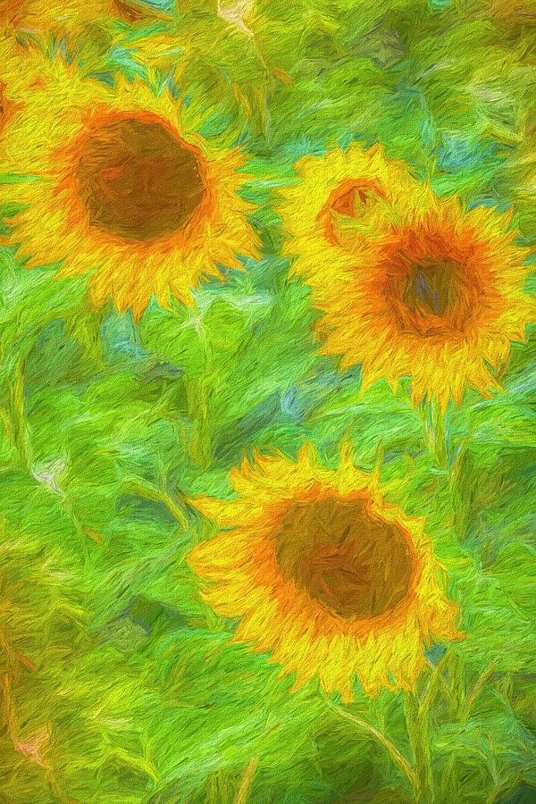 Sunflower Art                 3 Photograph