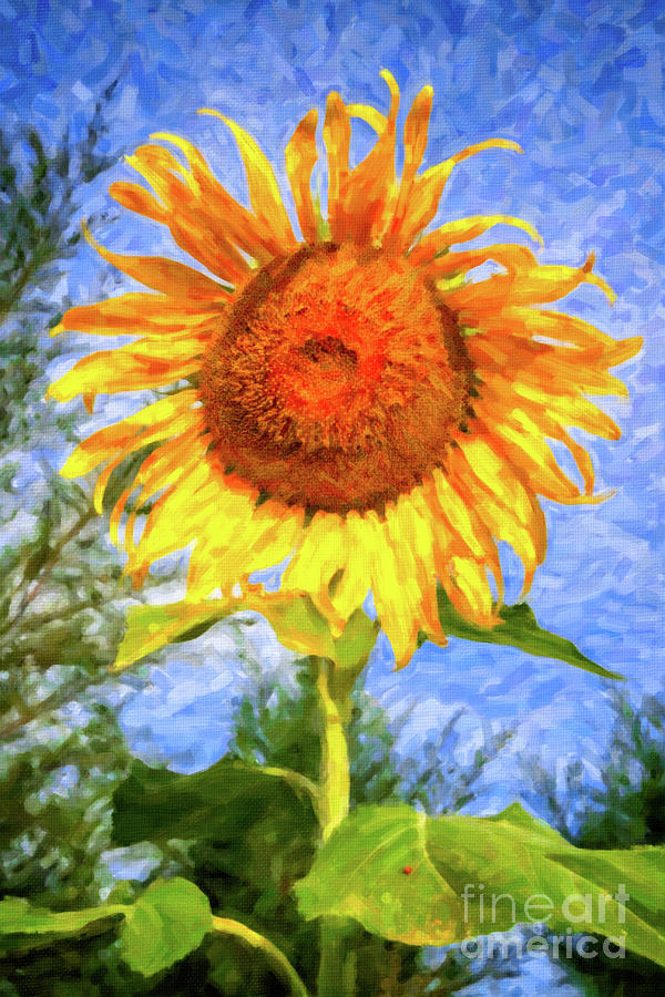 Sunflower Art Photograph by Adrian Evans