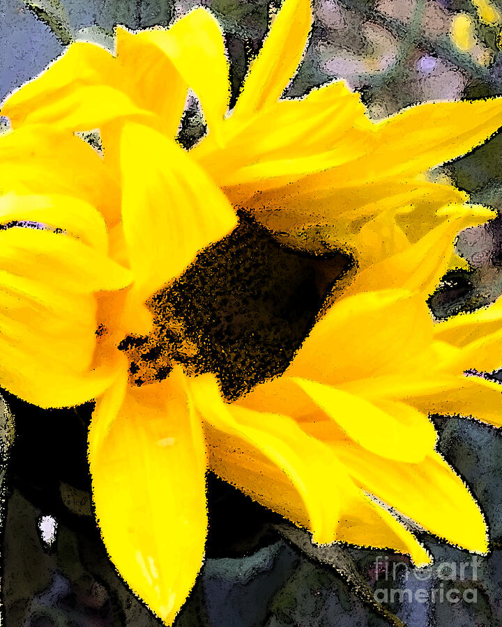 Sunflower - art Photograph by David Jennings Sunflower - art Photograph by David Jennings