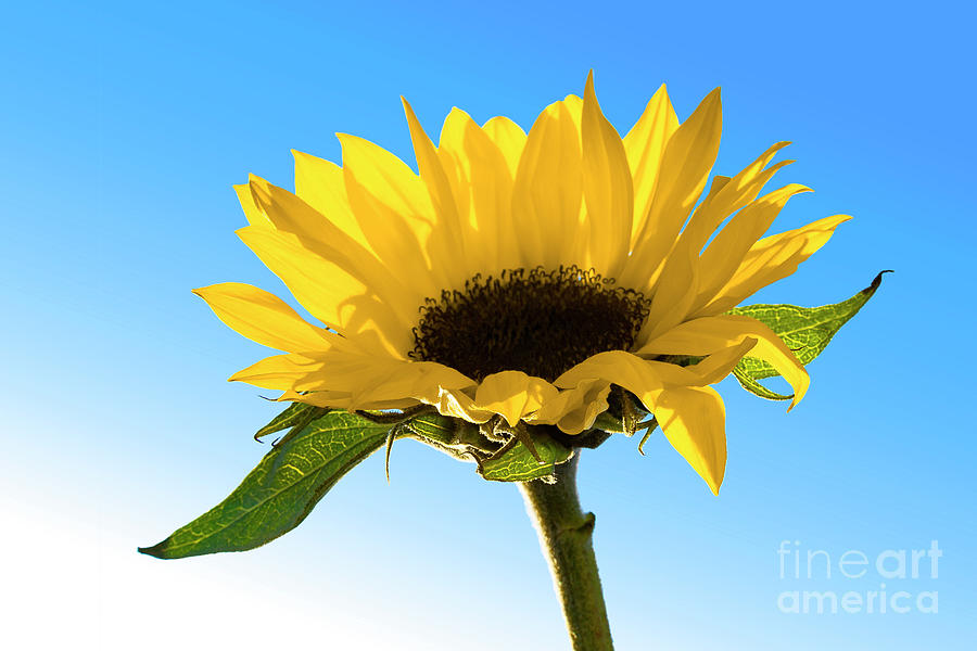 Sunflower ART for Ukraine Photograph by Renee Spade Photography