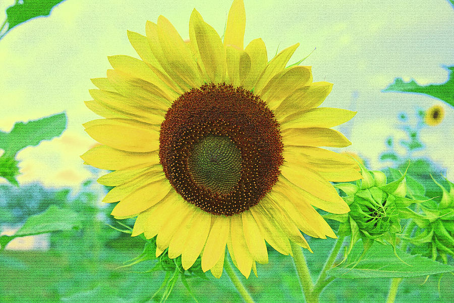 Sunflower Art Photograph